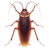 Cockroach as drawn by Apple in iOS 16.4