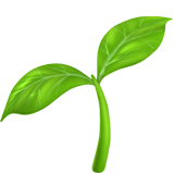 seedling as rendered by Apple