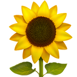 Sonnenblume as rendered by Apple