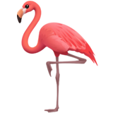 fenicottero as rendered by Apple