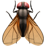 fly as rendered by Apple
