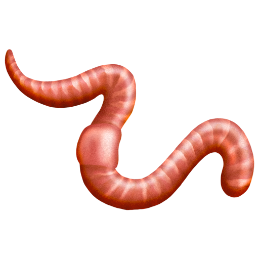 Worm as drawn by Emojipedia in 13.0