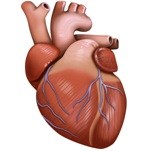 Anatomical Heart, the design in this release