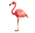 Flamingo as drawn by Huawei in Harmony OS 5.0