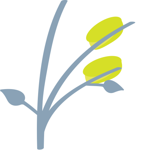 Sheaf of Rice, the previous design