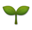 seedling as rendered by LG