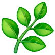herb as rendered by Samsung