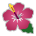 Hibiskus as rendered by Sony