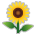 Sonnenblume as rendered by Sony