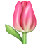 Tulip as drawn by WhatsApp in 2.17