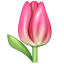 Tulip as drawn by WhatsApp in 2.19.7