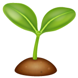 seedling as rendered by WhatsApp