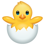 pulcino che nasce as rendered by WhatsApp
