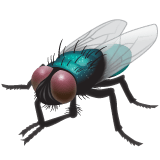 fly as rendered by WhatsApp