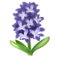 hyacinth as rendered by WhatsApp